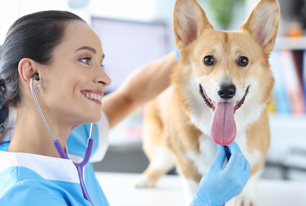 Assistant vétérinaire
